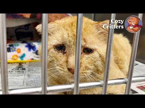 He Had the Saddest Face in the World—Until He Finally Got a Home #Video