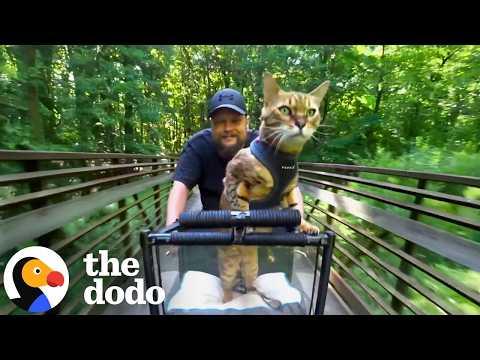 Cat Has Spent 15 Years Seeing The World From His Dad’s Bike #Video