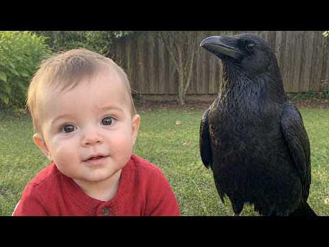 Smart CROWS Are Too Cute | Funny Crow Videos #Video