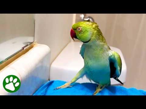 Parrot's Priceless Reaction To Seeing Himself In Mirror #Video