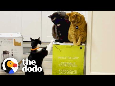 Cats Become Obsessed With Their Mom's New Vitamix Packaging Box #Video