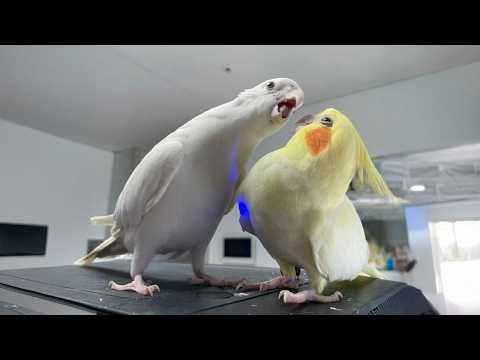 I Wanted a Parrot, But God Gave Me a Comedian! #Video