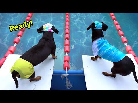 The Wienerlympics! - Cute & Funny Wiener Dog Video! #Video