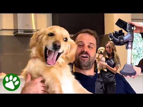 She Was Born Different, But This Golden Retriever Is Unstoppable! #Video