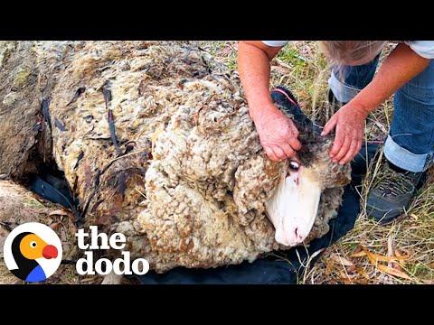 Sheep Covered In Over Eighty Pounds Of Wool Gets A Makeover#Video