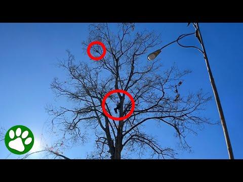 Brave man climbs HUGE tree to save homeless cat #Video