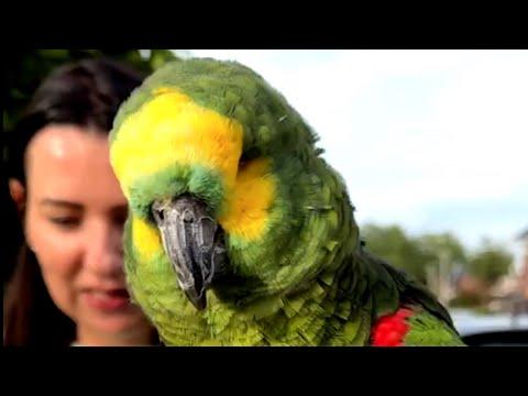 Born in 1940, parrot finally gets a forever home #Video