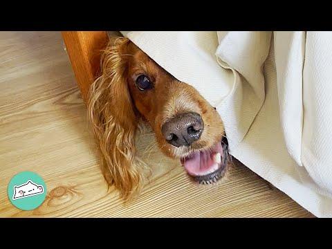 Spaniel Ignores Other Dogs But Is Obsessed With ONE THING #Video