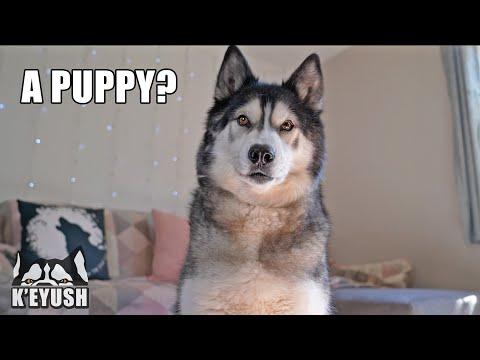 Asking My Husky if He Wants A PUPPY! #Video