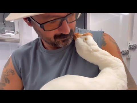 Guy's in love with special needs goose #Video