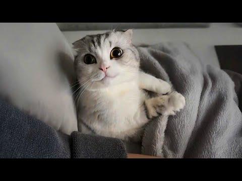 Cats Unleashed 1000% Cuteness | Funny Cats Videos 2025 #Video