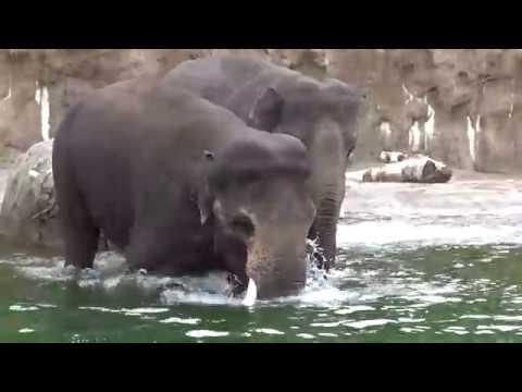 Elephant Sams go swimming