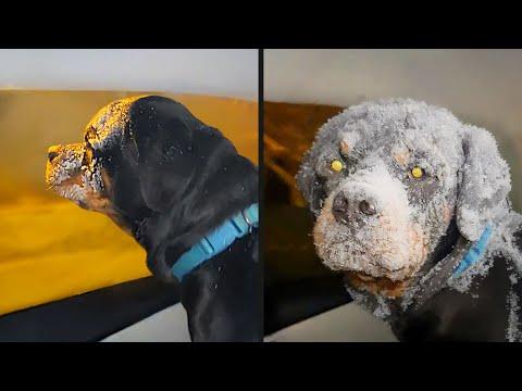 Not His Best Idea | Your Daily Dose Of Pets #Video