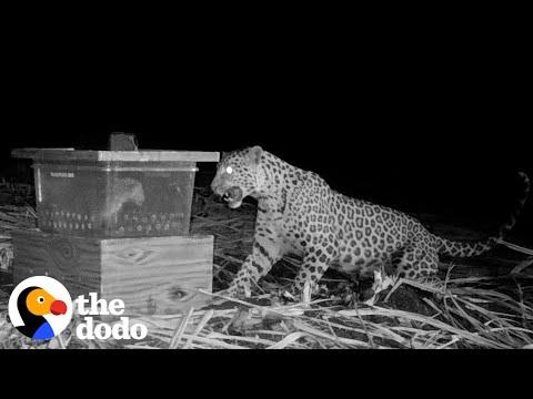 Mama Leopard Desperately Tries To Reunite With Cub #Video