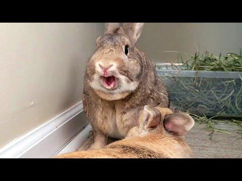 Tiny bunny loves giant needy wife #Video