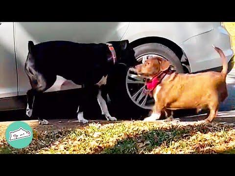 Pup Has a Crush on Neighbor's Dog and He's So Awkward Around Her #Video