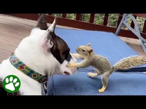 She hated squirrels… until she met him. #Video