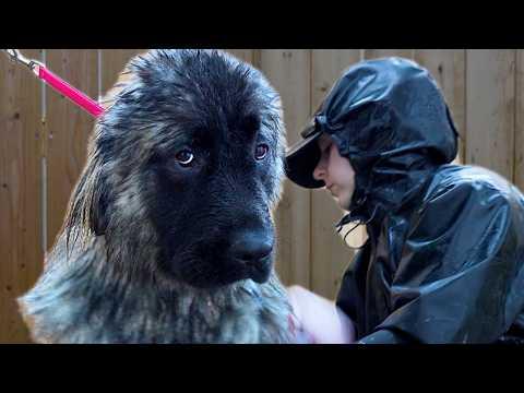 This Dog Was So Massive I Couldn't Bathe Him Inside #Video