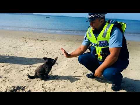The Cutest Encounters Between Animals and Police! #Video