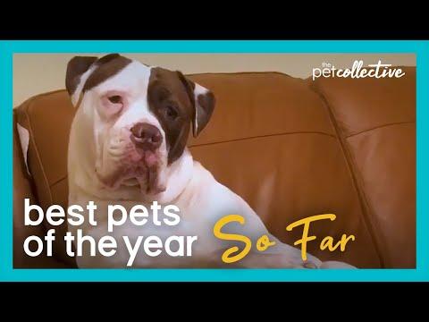 Best Pets Of The Year Video...So Far: (2020)