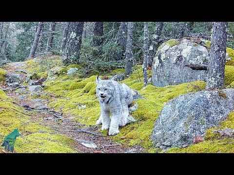 Awesome, high-res footage of lynx in Minnesota #Video