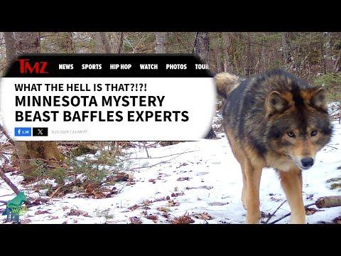 Minnesota mystery beast stalking the Northwoods #Video