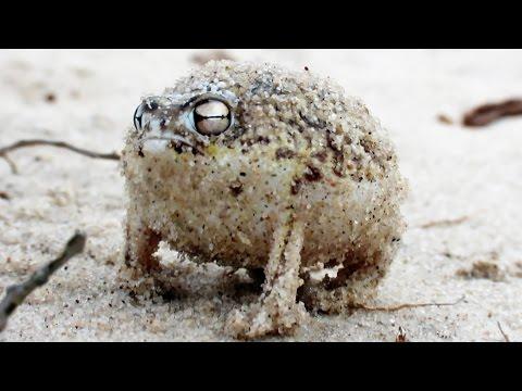 Angry Squeaking Frog - Super Cute Animals