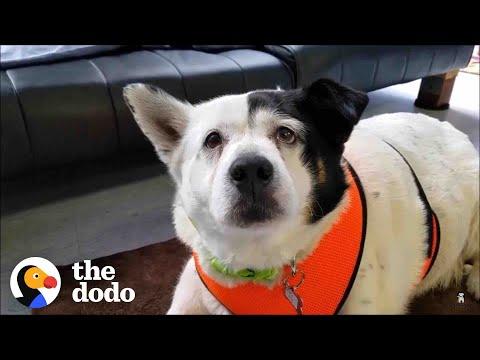 Guy Helps His Rescue Dog Lose Half Her Body Weight #Video