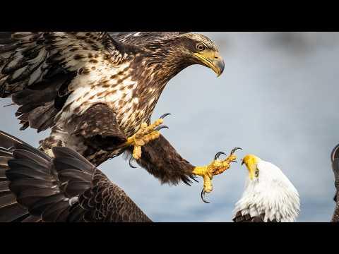 Eagle War: A Brutal Fight for One Fish #Video