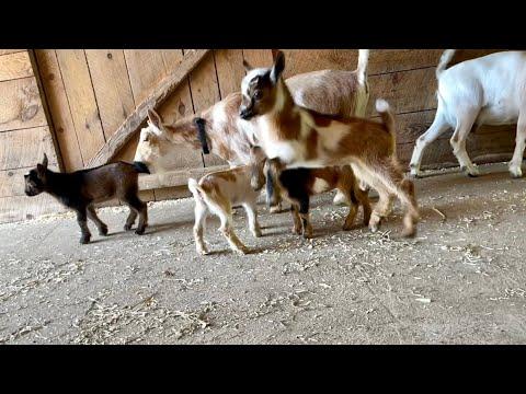 Slow motion goat kids. Sunflower Farm Creamery #Video