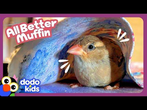 This Little Sparrow’s Feathers Are Falling Out! Help! | Dodo Kids | All Better #Video