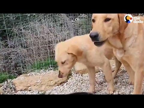 Labrador Family Was So Scared Of People…Until Someone Saved Them #Video