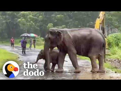 Baby Elephant Separated From His Mom Cries For Help #Video