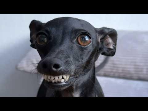 Dog smiles when she does something naughty #Video