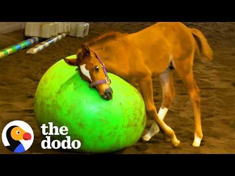 Skinny Horse Who Didn’t Know How To Nurse Is So Rambunctious Now #Video