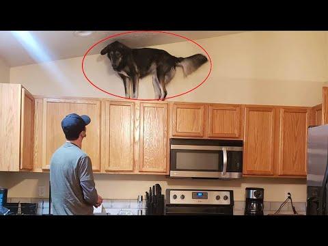 Reason why owning a dog is not easy - Funny ANNOYING & TROUBLEMAKING DOGS #Video