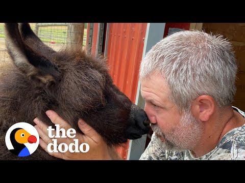 Baby Donkey Loves To Kick Her Dad When She Wants Attention #Video