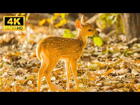 Baby Animals 4K - Cute Young Wild Animals With Relaxing Music - Scenic Relaxation Film #Video