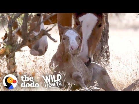 Wild Baby Horse Takes Her Very First Steps | The Dodo Wild Hearts