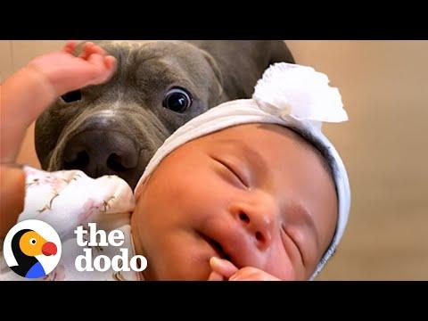 Pittie Couldn't Wait To Meet His Baby Sister #Video