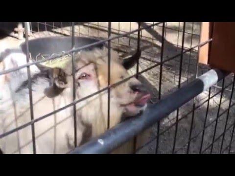 Cute And Funny Animals Best Of January 2016