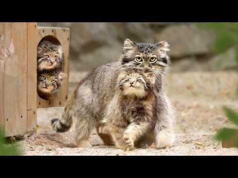 The gentlest Pallas’s cat mom Snezhana and her cute kittens #Video