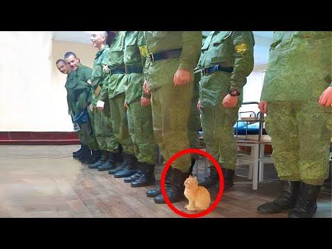 Cats Become Public Servants | Funny Cat and Human #Video