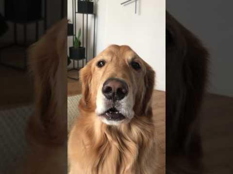 Dog doesn't want to woof video