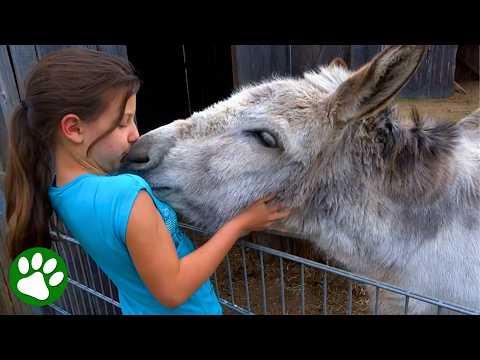 Donkey Reunites With Girl Who Raised Him #Video
