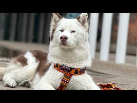 Husky Rides the Train Around London and Warms the Hearts of Strangers #Video