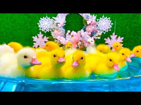 Funny Ducklings play with Dog #Video
