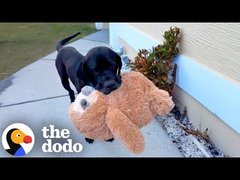 Shy 115-Pound Rescue Mastiff Has To Bring His Stuffies On Walks Now #Video