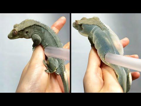 They Overinflated a Lizard | Your Daily Dose Of Internet #Video