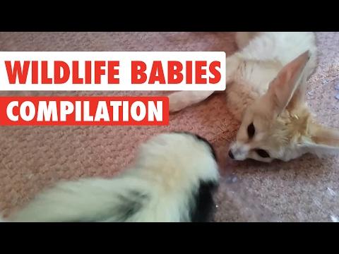 Wildlife Babies Video Compilation 2017